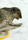 Spotted seal release after tagging.